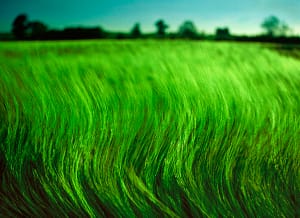 Wheatfield